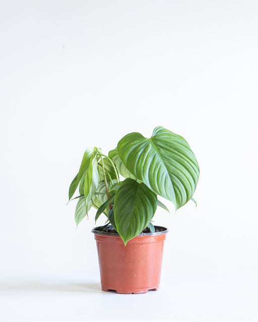 Fuzzy Petiole: Philodendron - 6 inch pot