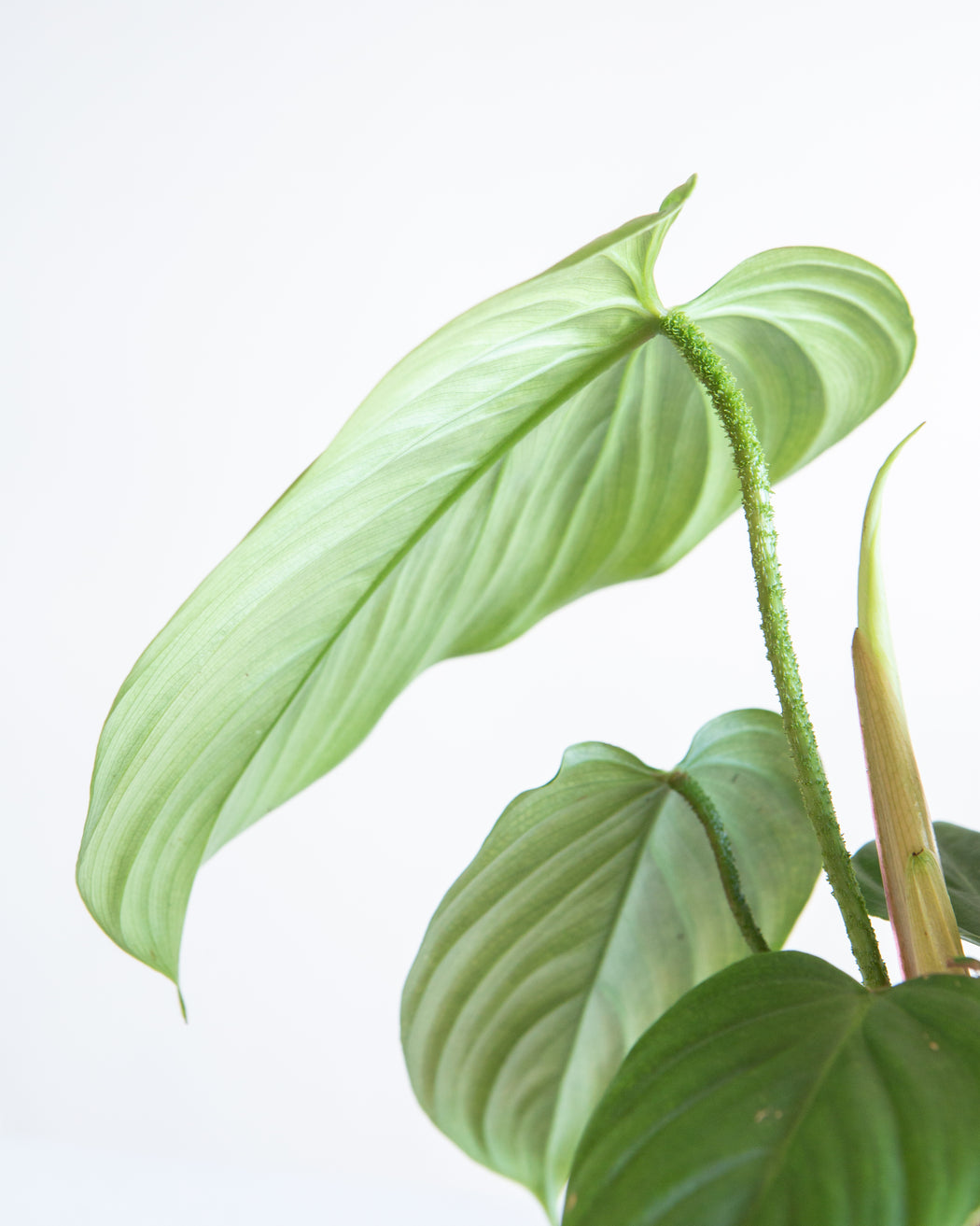 Fuzzy Petiole: Philodendron - 6 inch pot