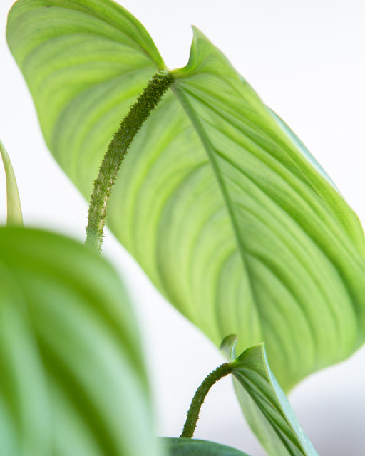 Fuzzy Petiole: Philodendron - 6 inch pot