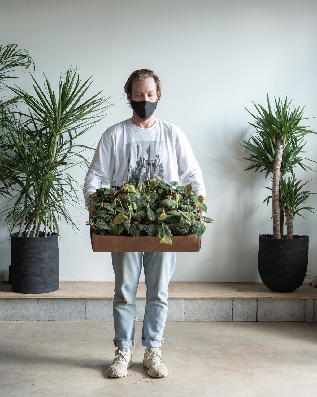 Velvet Leaf: Philodendron micans - 6 inch pot