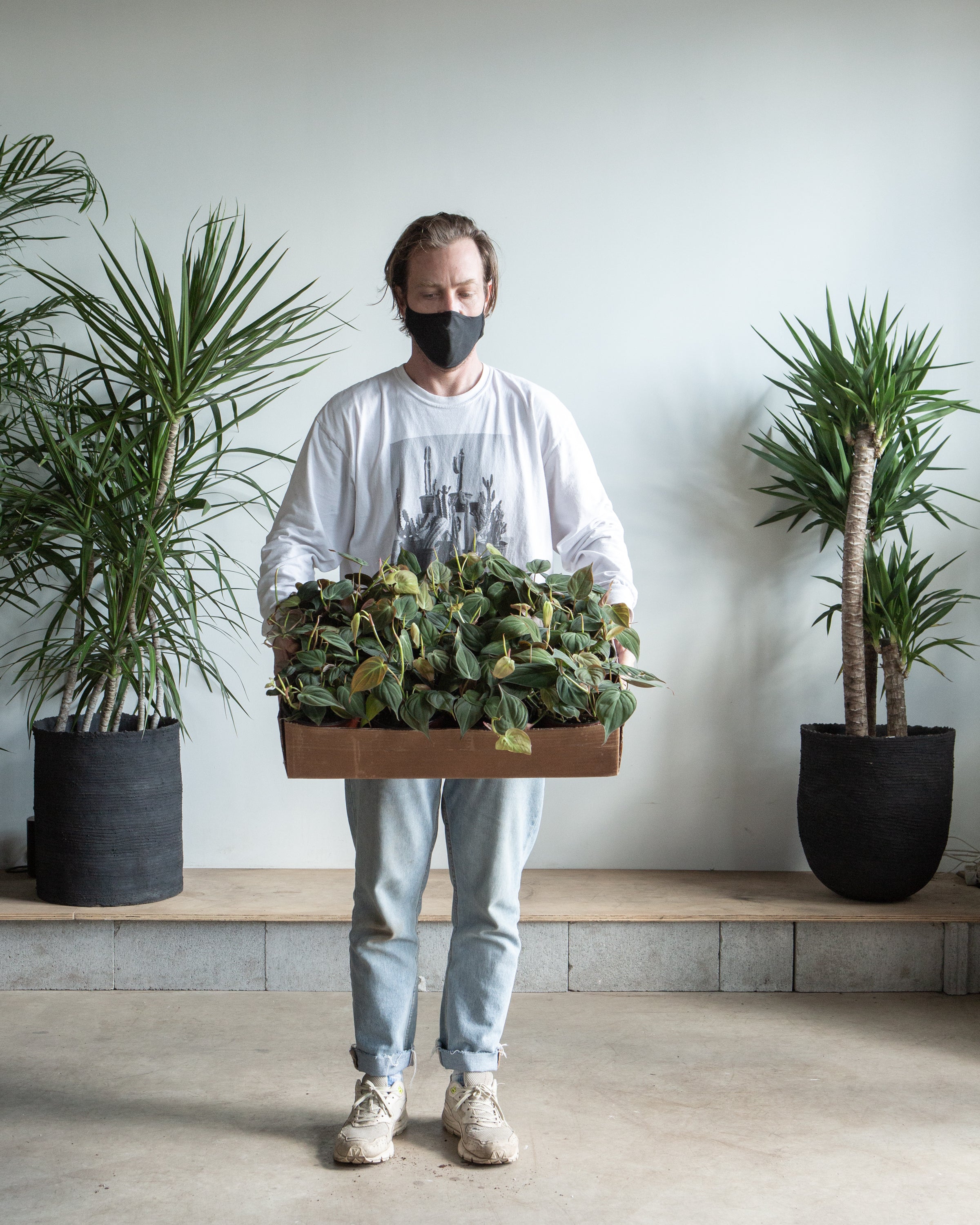 Velvet Leaf: Philodendron micans - 6 inch pot