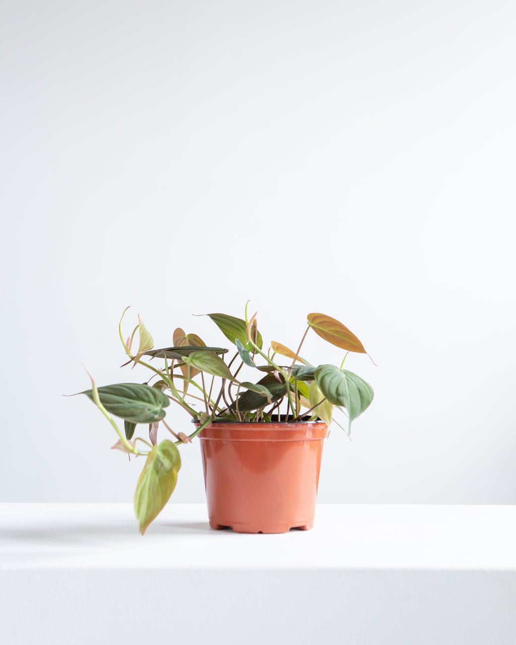 Velvet Leaf: Philodendron micans - 6 inch pot