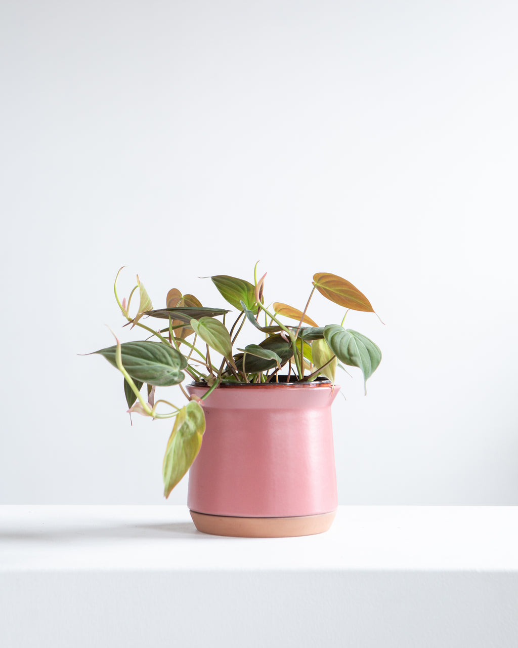 Velvet Leaf: Philodendron micans - 6 inch pot