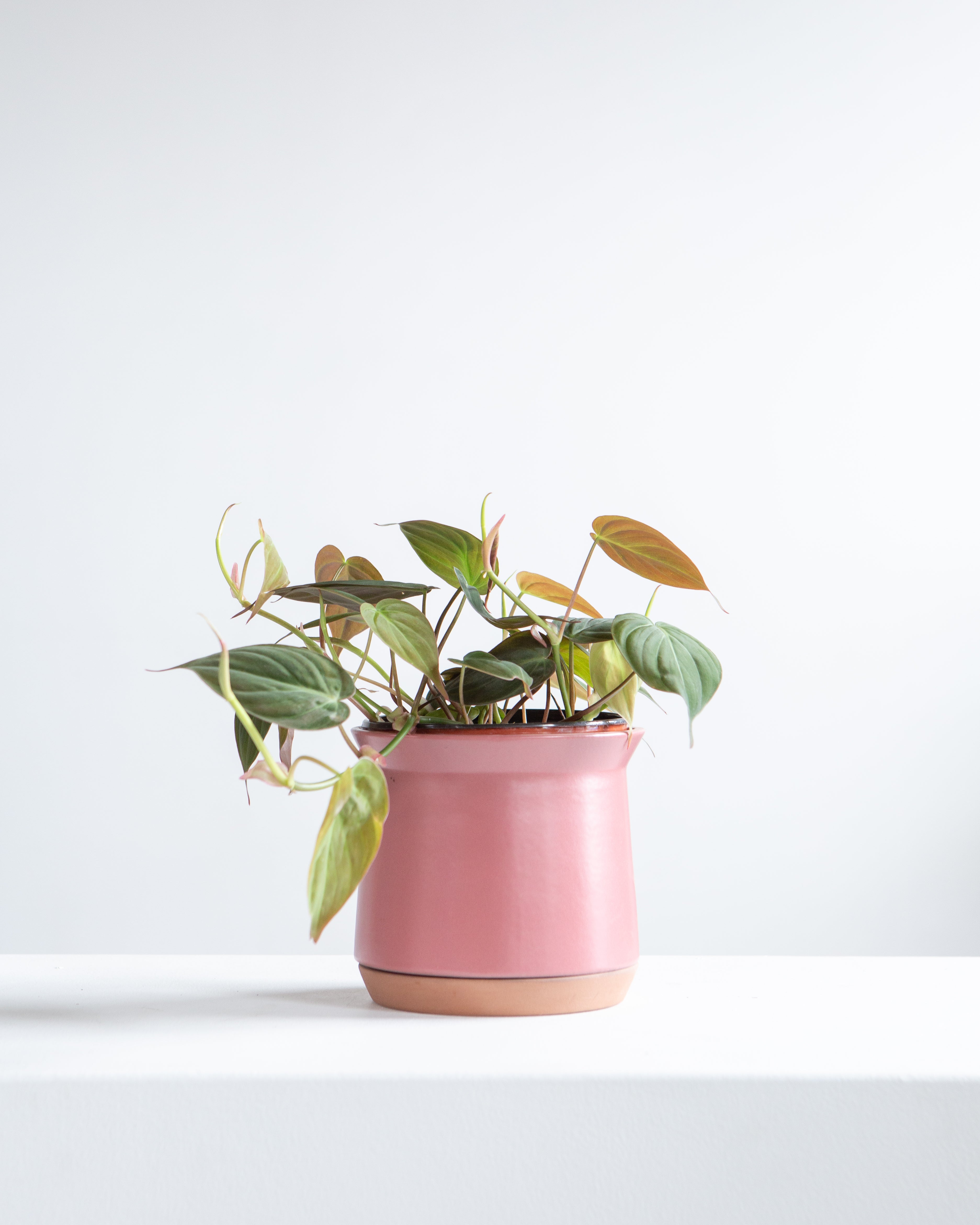 Velvet Leaf: Philodendron micans - 6 inch pot