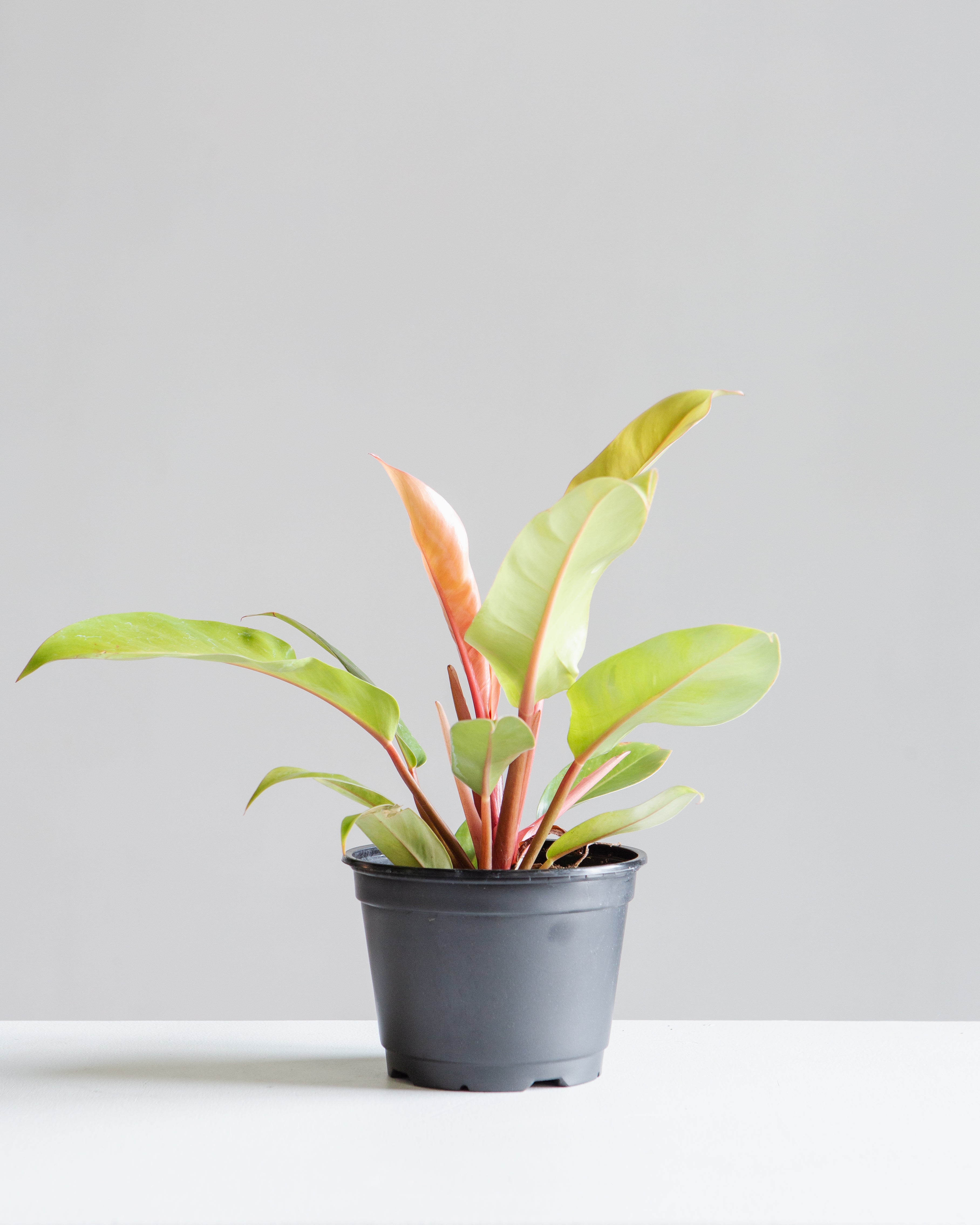 Prince of Orange: Philodendron - 6 inch pot