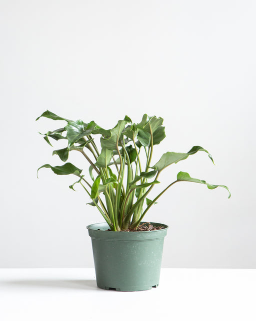 Winterbourn: Philodendron xanadu - 6 inch pot