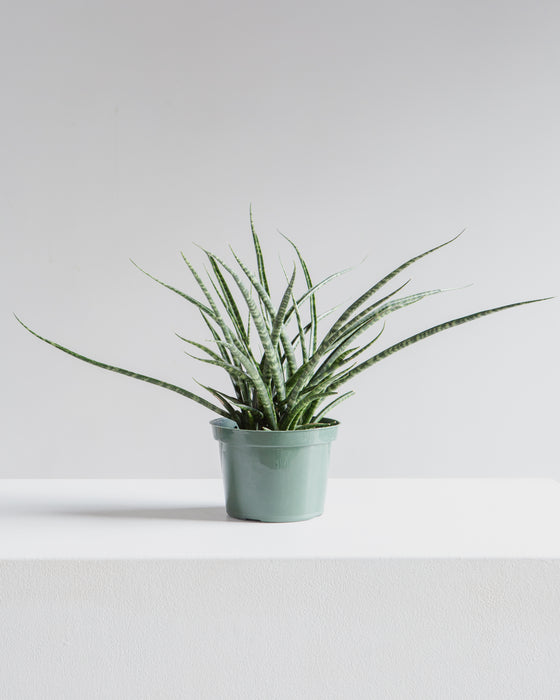 SNAKE PLANT (SANSEVIERIA 'FERNWOOD') 6" Grower Pot