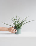 Fernwood Punk Snake Plant: Sansevieria bacularis - 6 inch pot
