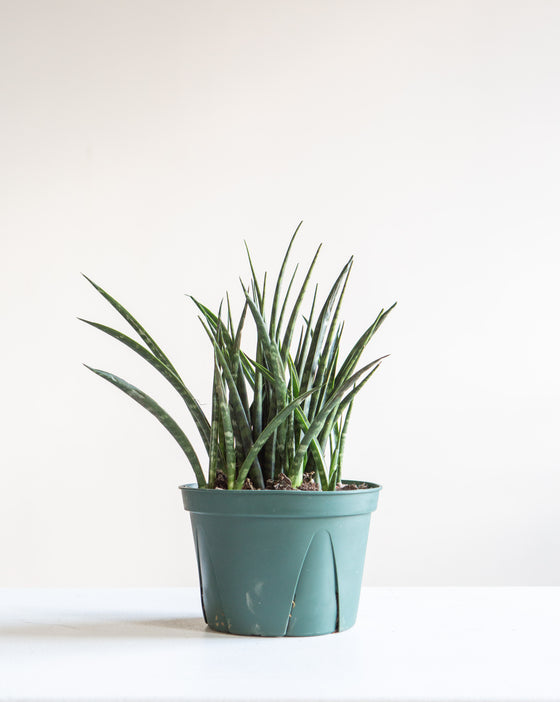 SNAKE PLANT (SANSEVIERIA 'FERNWOOD') 6" Grower Pot