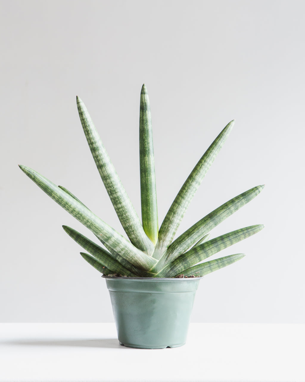 Starfish Snake Plant: Sansevieria cylindrica 'Boncel' - 6 inch pot