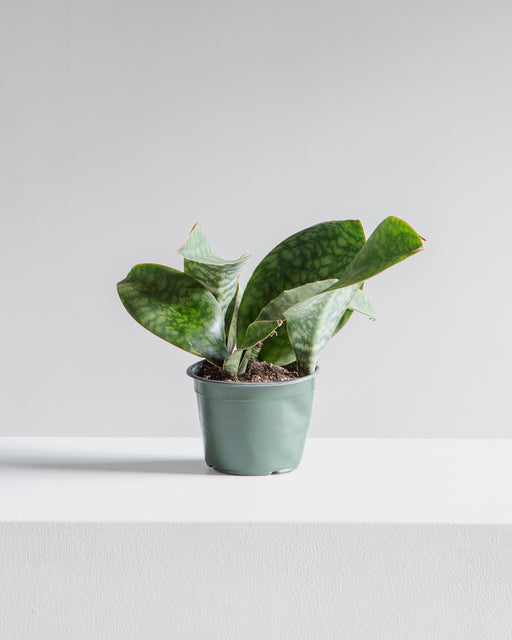 SANSEVIERIA MASONIANA ‘SHARK FIN’ 6 " Grower Pot