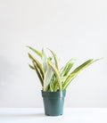 SNAKE PLANT (SANSEVIERIA 'YELLOW STONE') 6" Grower Pot