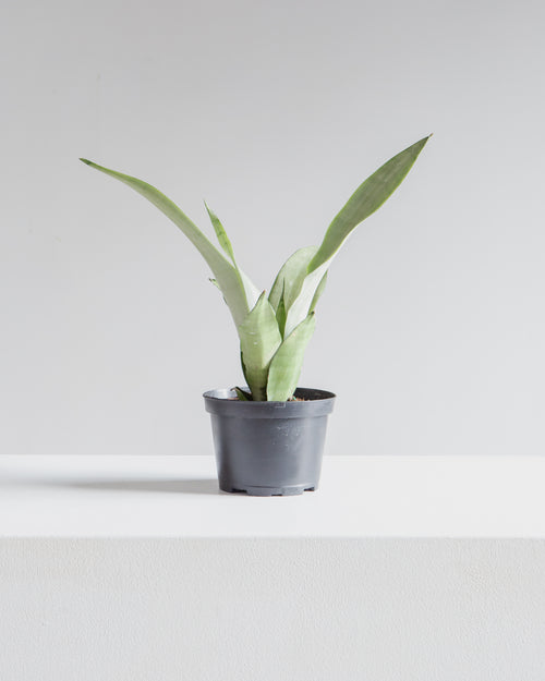 Moonshine Snake Plant: Sansevieria trifasciata - 6 inch pot