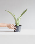 Moonshine Snake Plant: Sansevieria trifasciata - 6 inch pot