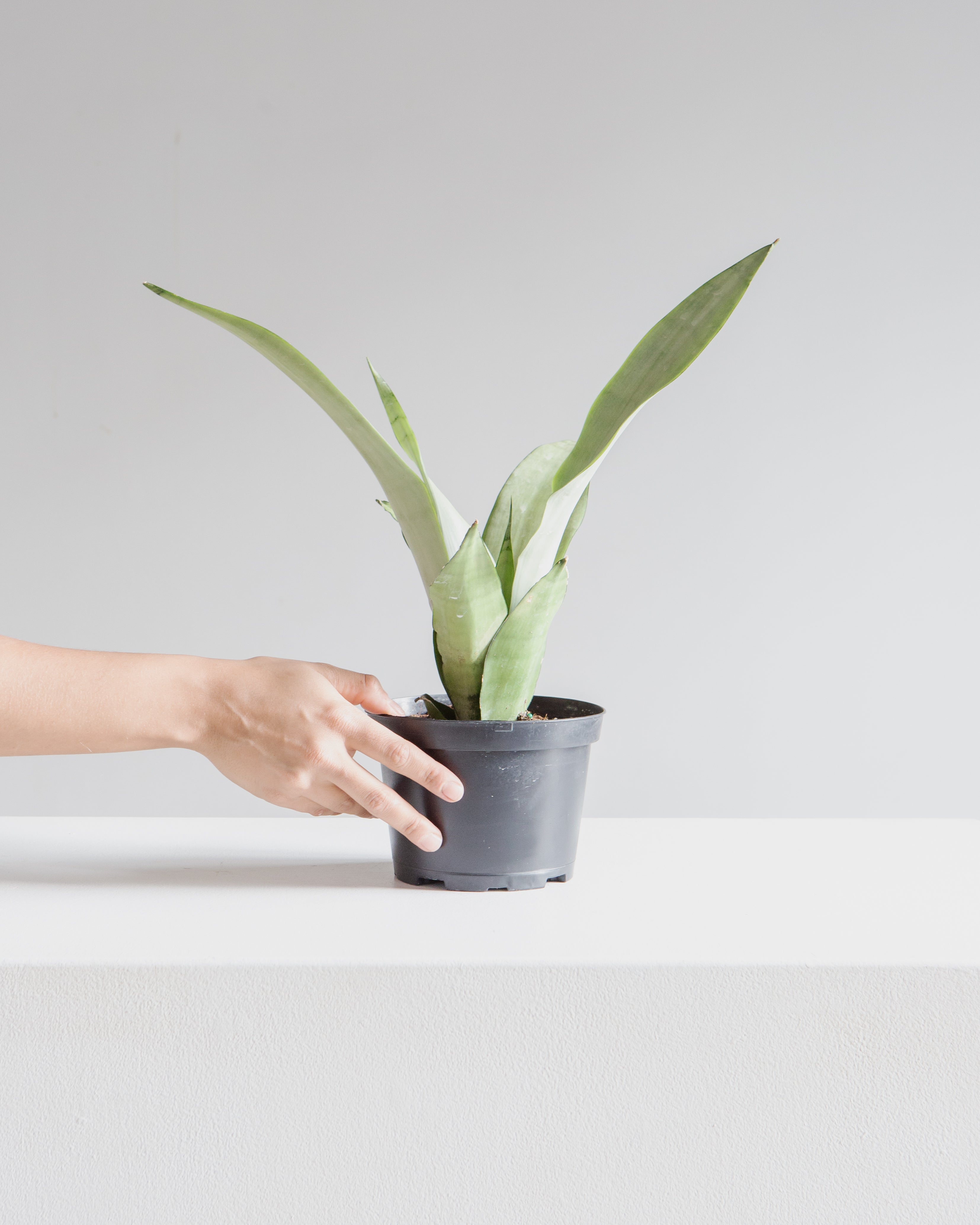 Moonshine Snake Plant: Sansevieria trifasciata - 6 inch pot