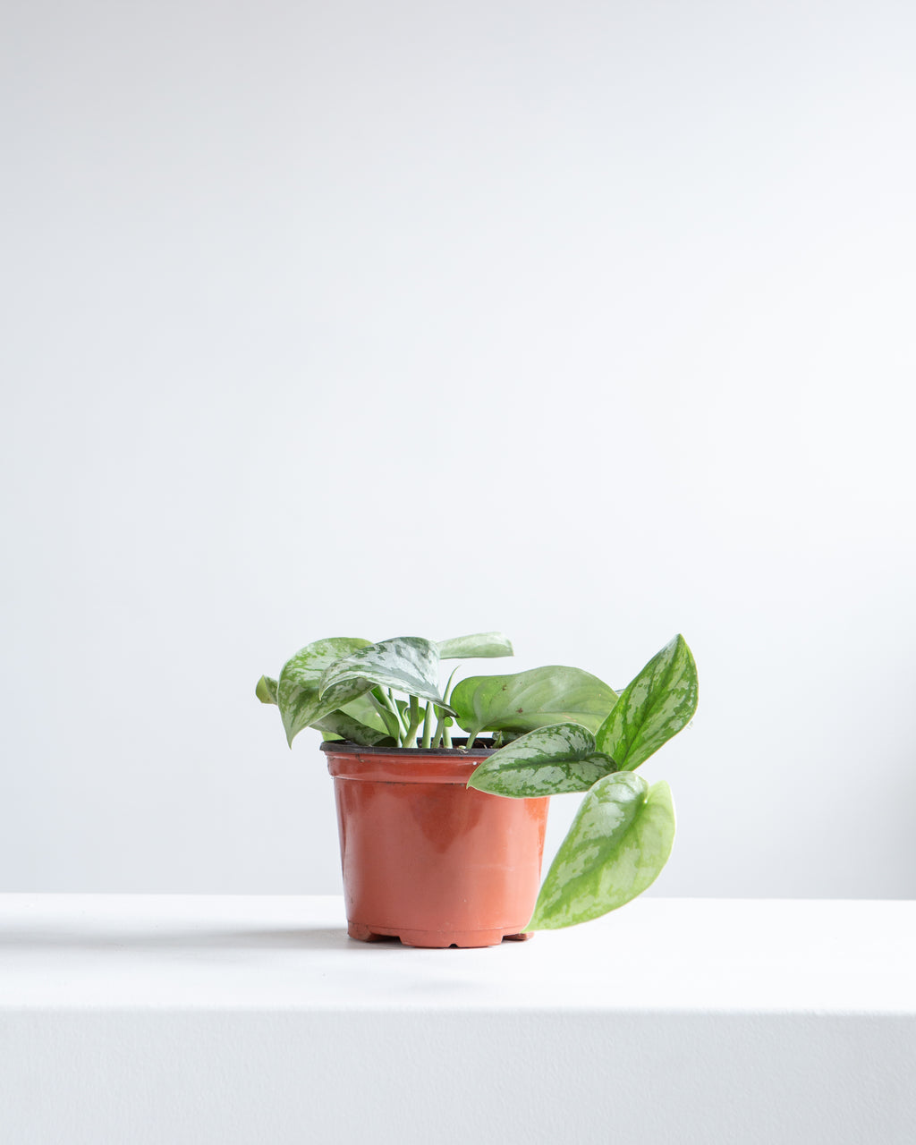 Silver Satin Pothos: Scindapsus pictus 'Exotica' - 6 inch pot