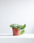 Silver Satin Pothos: Scindapsus pictus 'Exotica' - 6 inch pot
