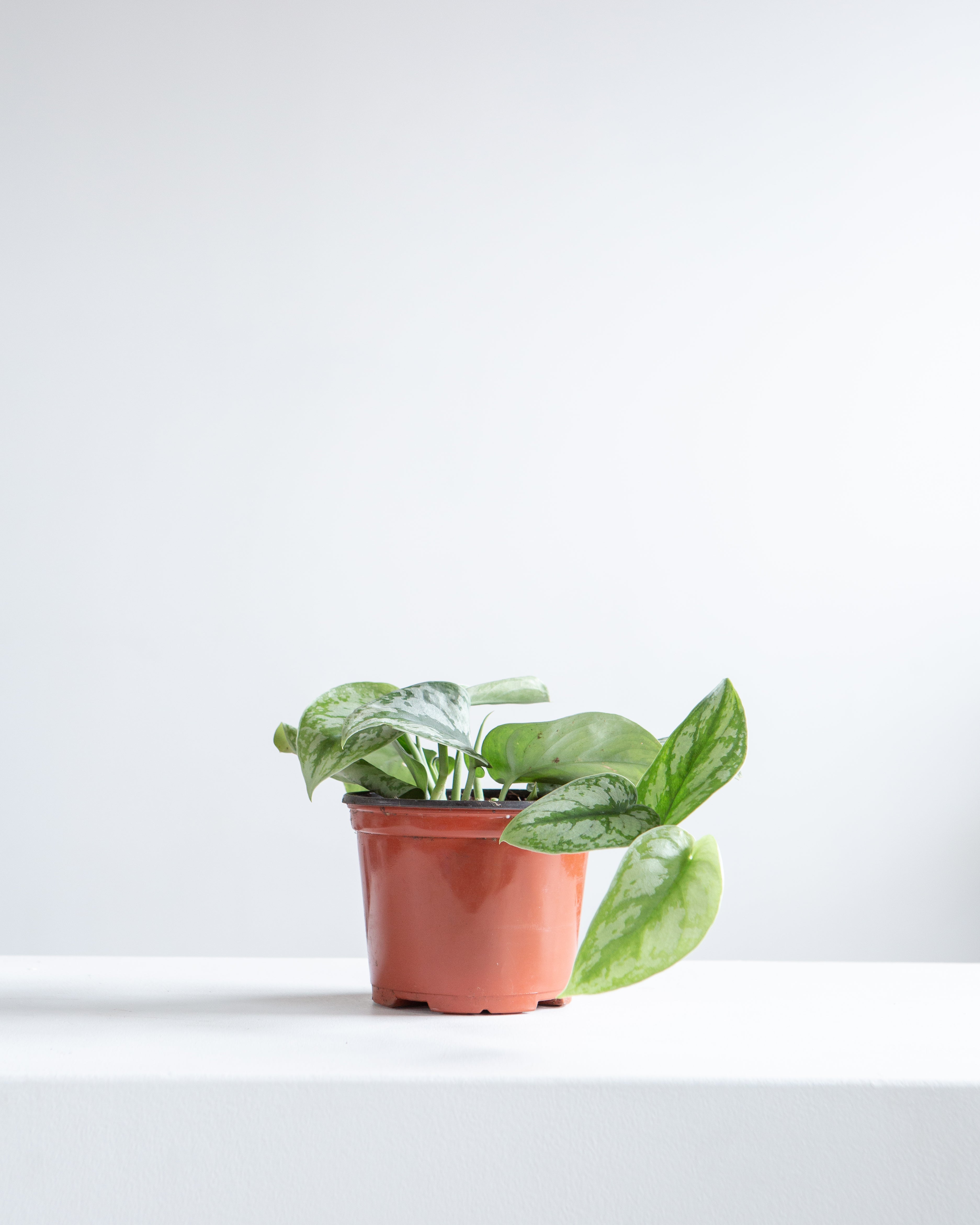 Silver Satin Pothos: Scindapsus pictus 'Exotica' - 6 inch pot