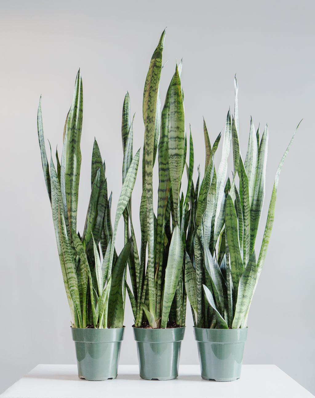 Green Snake Plant: Sansevieria trifasciata 'Zeylanica' - 6 inch pot