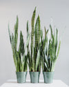 SNAKE PLANT (SANSEVIERIA 'ZEYLANICA') 6" Grower Pot