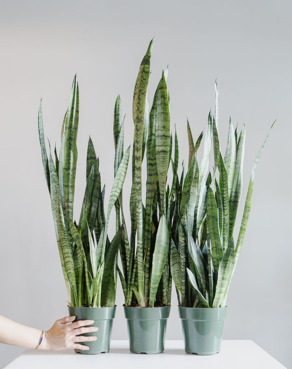 Green Snake Plant: Sansevieria trifasciata 'Zeylanica' - 6 inch pot