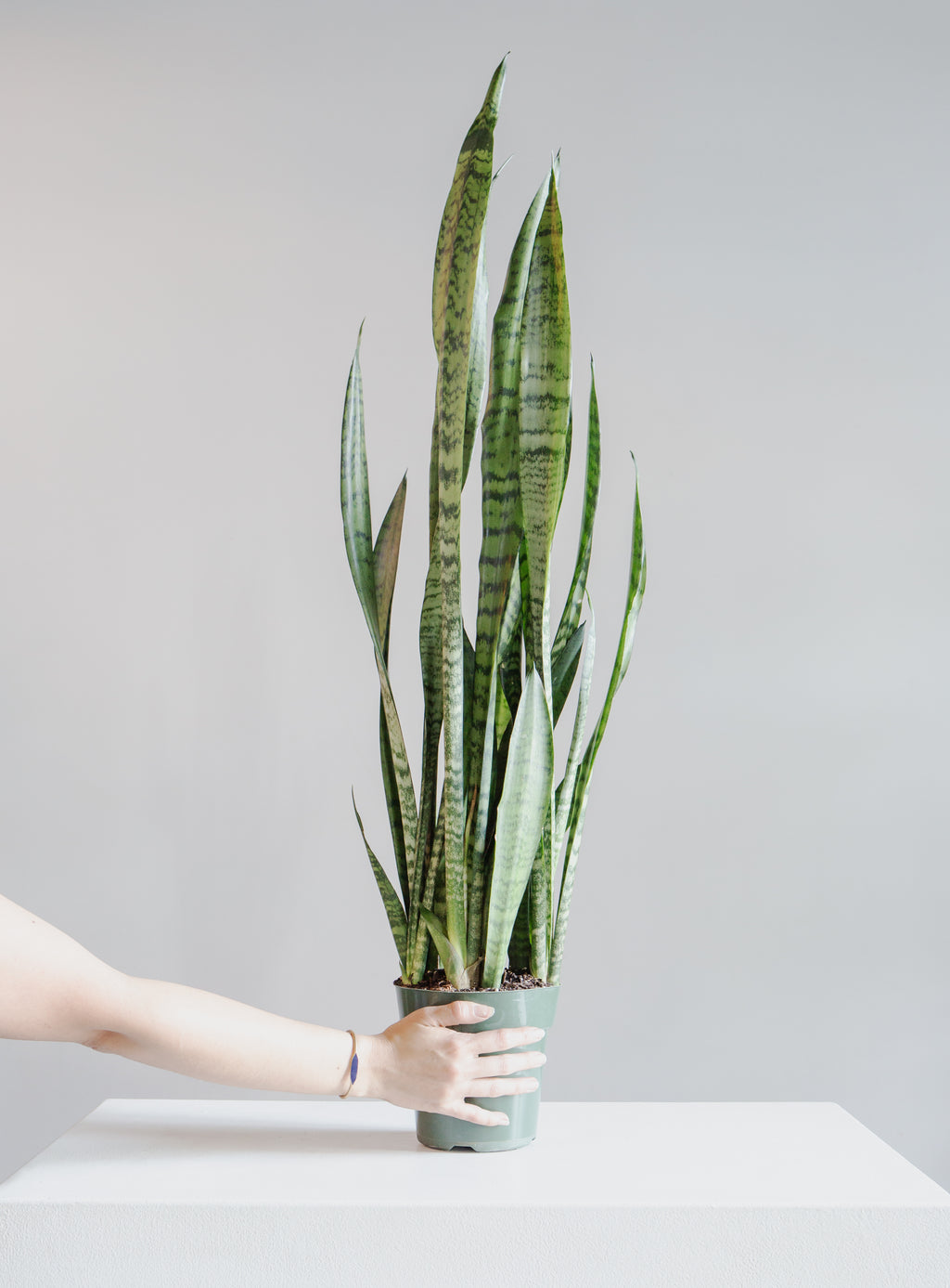 Green Snake Plant: Sansevieria trifasciata 'Zeylanica' - 6 inch pot