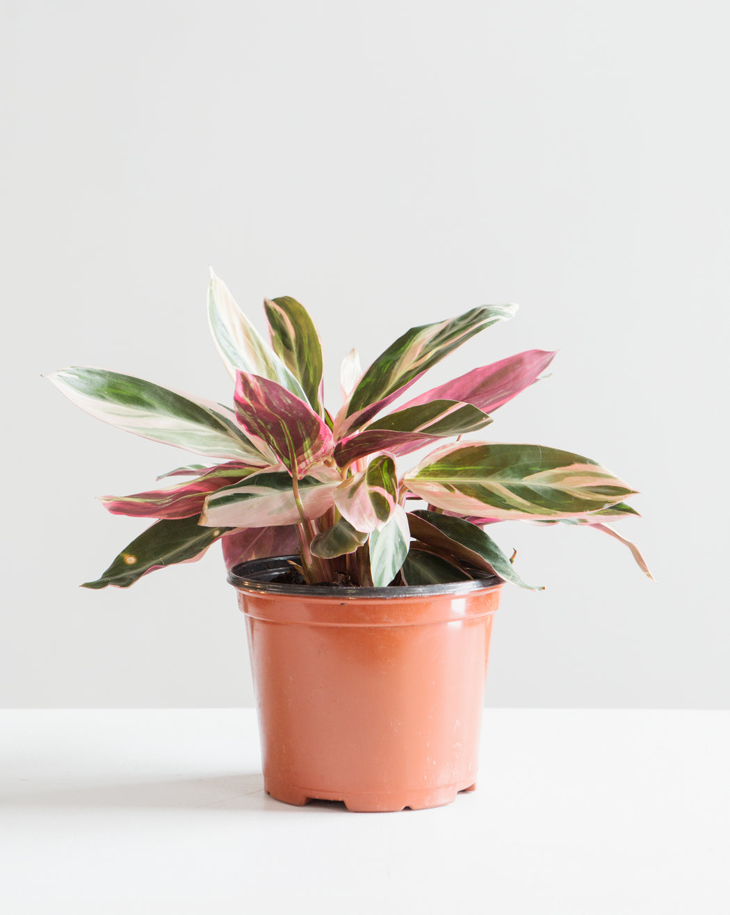 Triostar: Stromanthe sanguinea - 6 inch pot