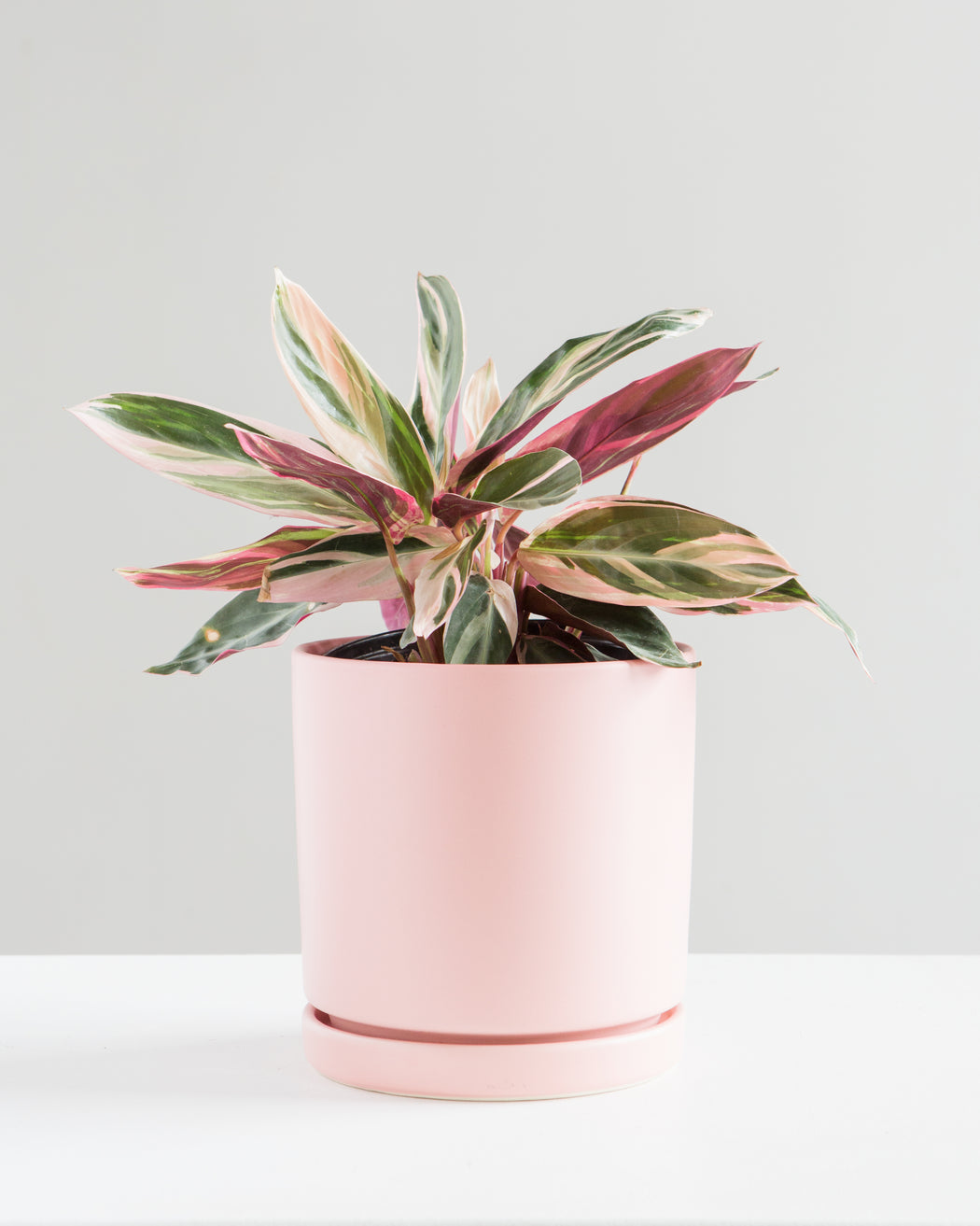 Triostar: Stromanthe sanguinea - 6 inch pot