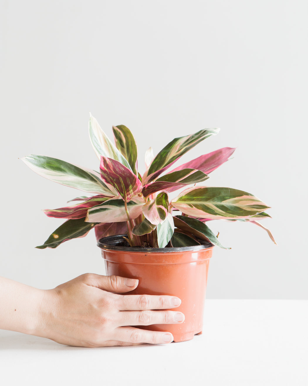 Triostar: Stromanthe sanguinea - 6 inch pot