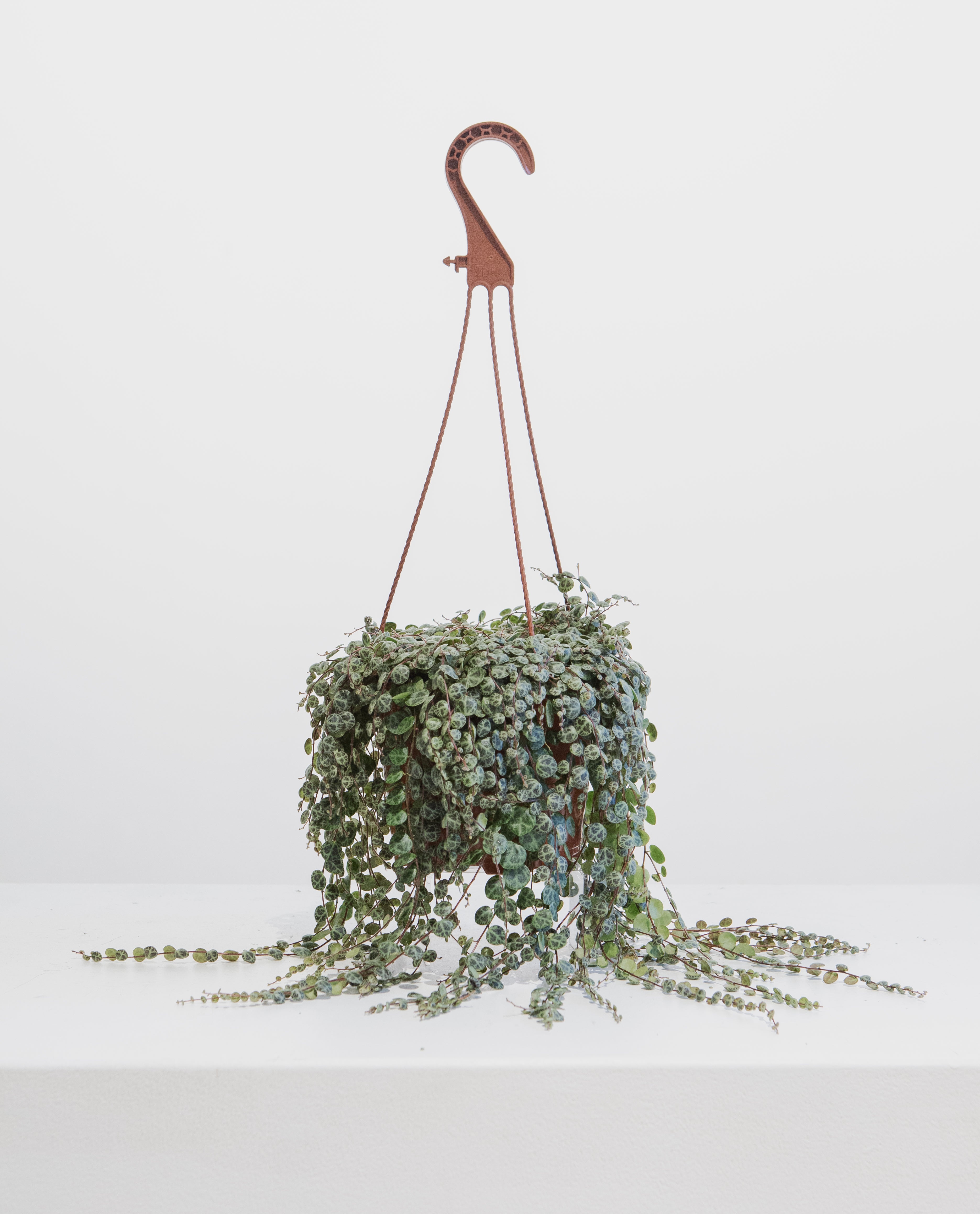 String of Turtles: Peperomia prostrata - 6 inch hanging basket