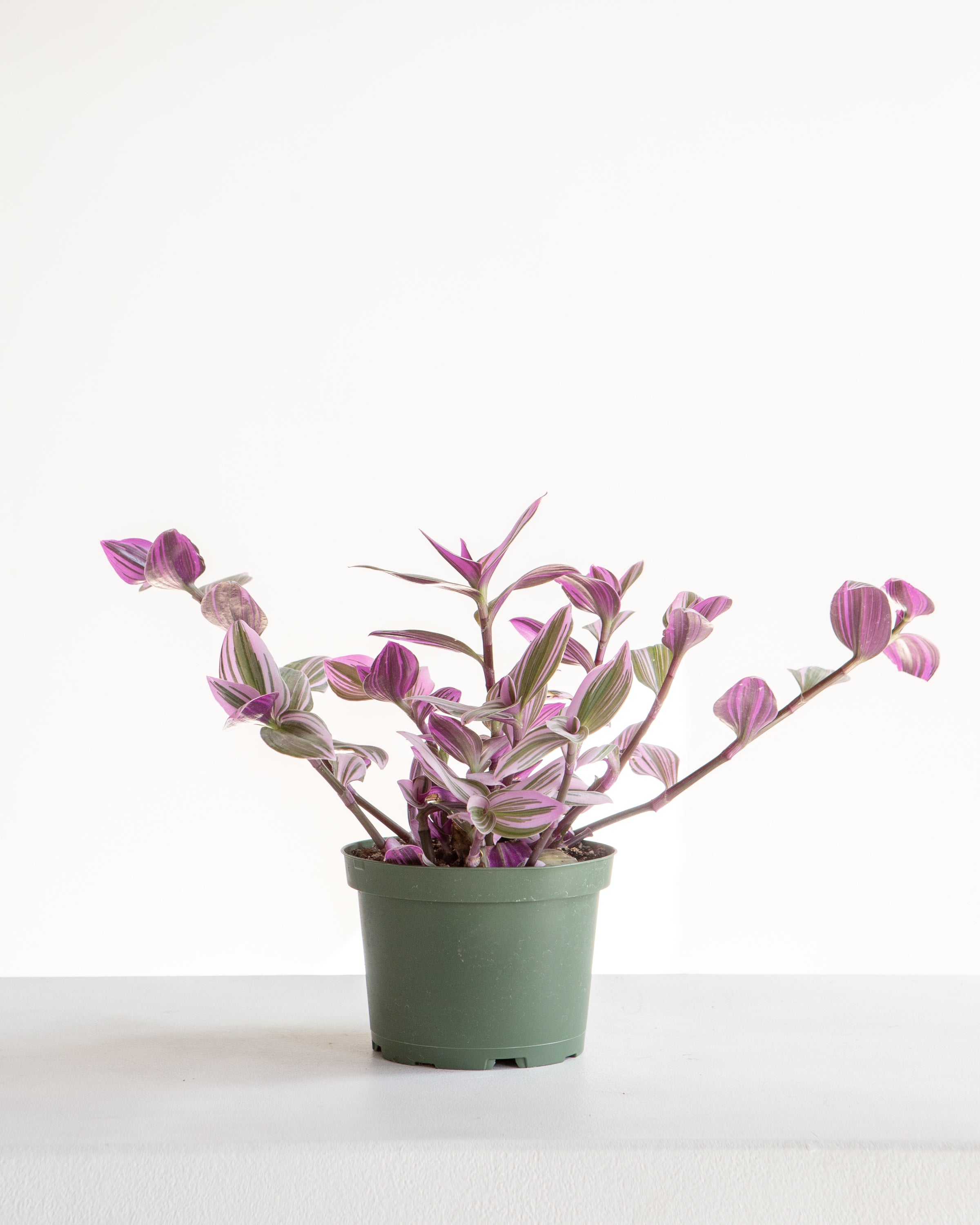 Bubblegum Wandering Plant: Tradescantia 'Nanouk' - 6 inch pot