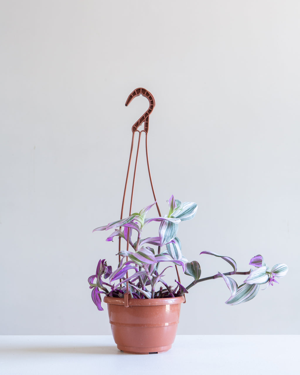 Bubblegum Wandering Plant: Tradescantia 'Nanouk' - 6 inch hanging basket