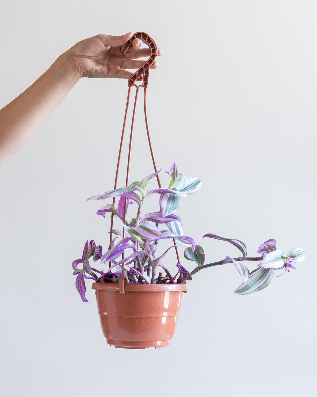 Bubblegum Wandering Plant: Tradescantia 'Nanouk' - 6 inch hanging basket