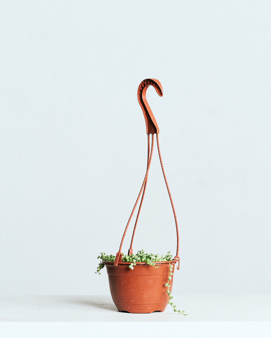 VARIEGATED STRING OF PEARLS 6" HANGING BASKET