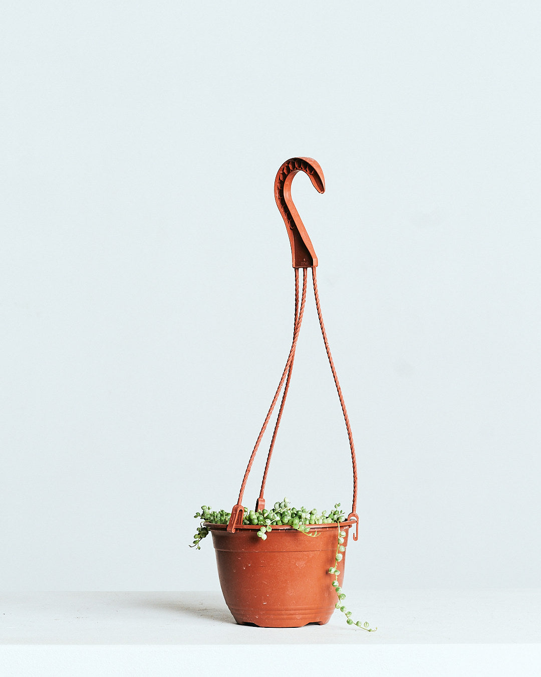 VARIEGATED STRING OF PEARLS 6" HANGING BASKET