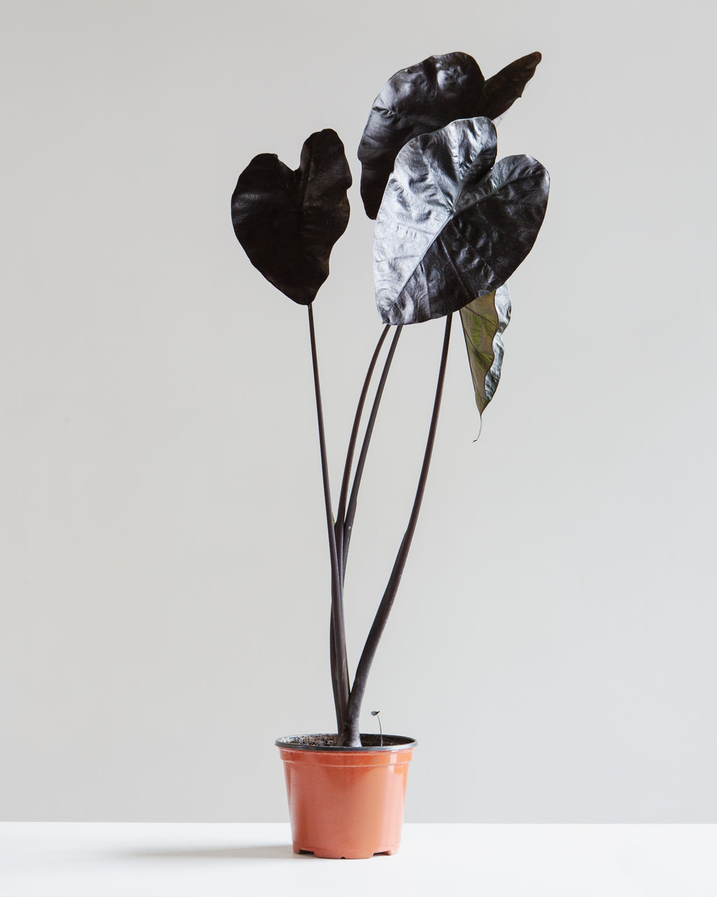 ALOCASIA 'BLACK SAPPHIRE GECKO' 6" Grower Pot