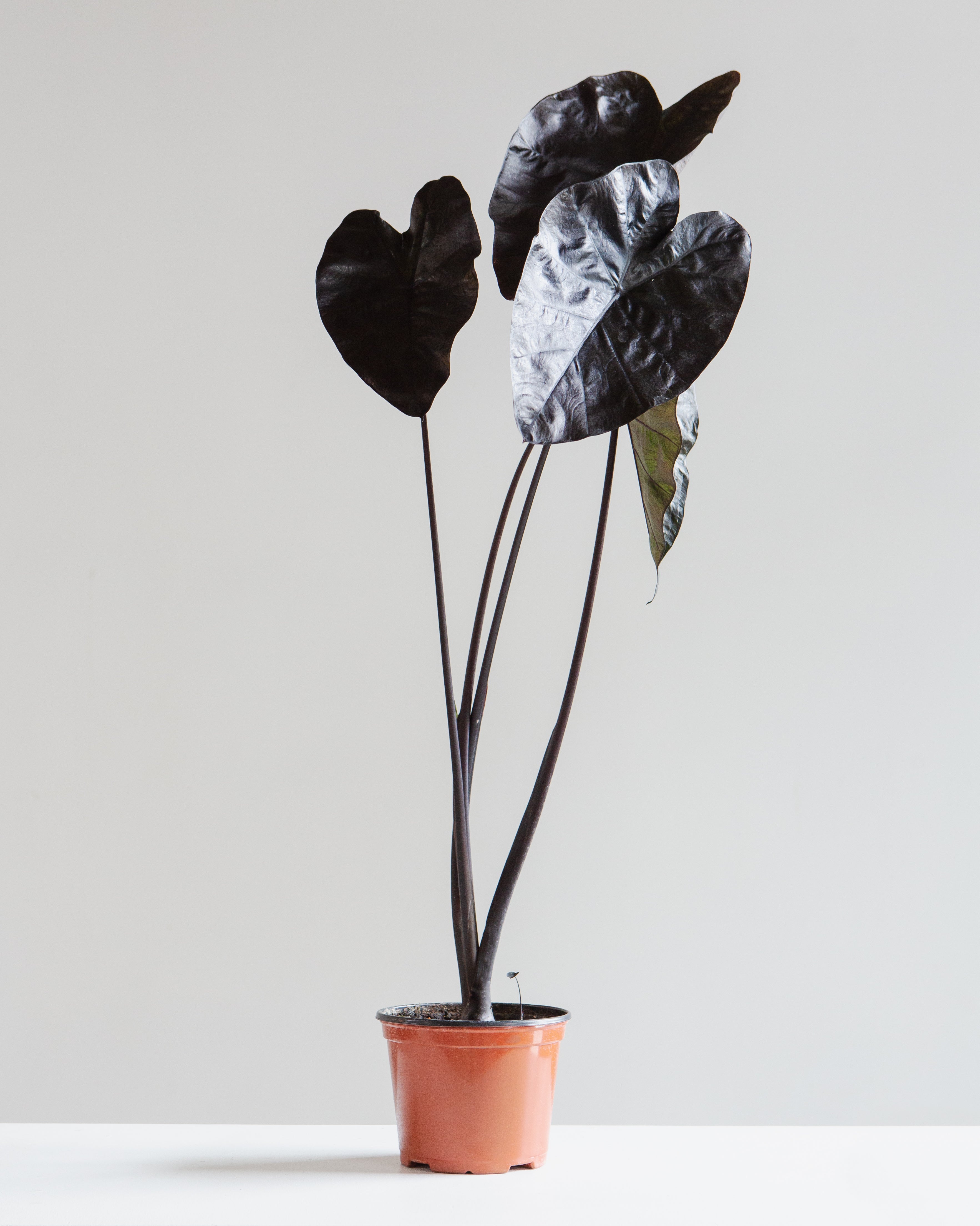 ALOCASIA 'BLACK SAPPHIRE GECKO' 6" Grower Pot