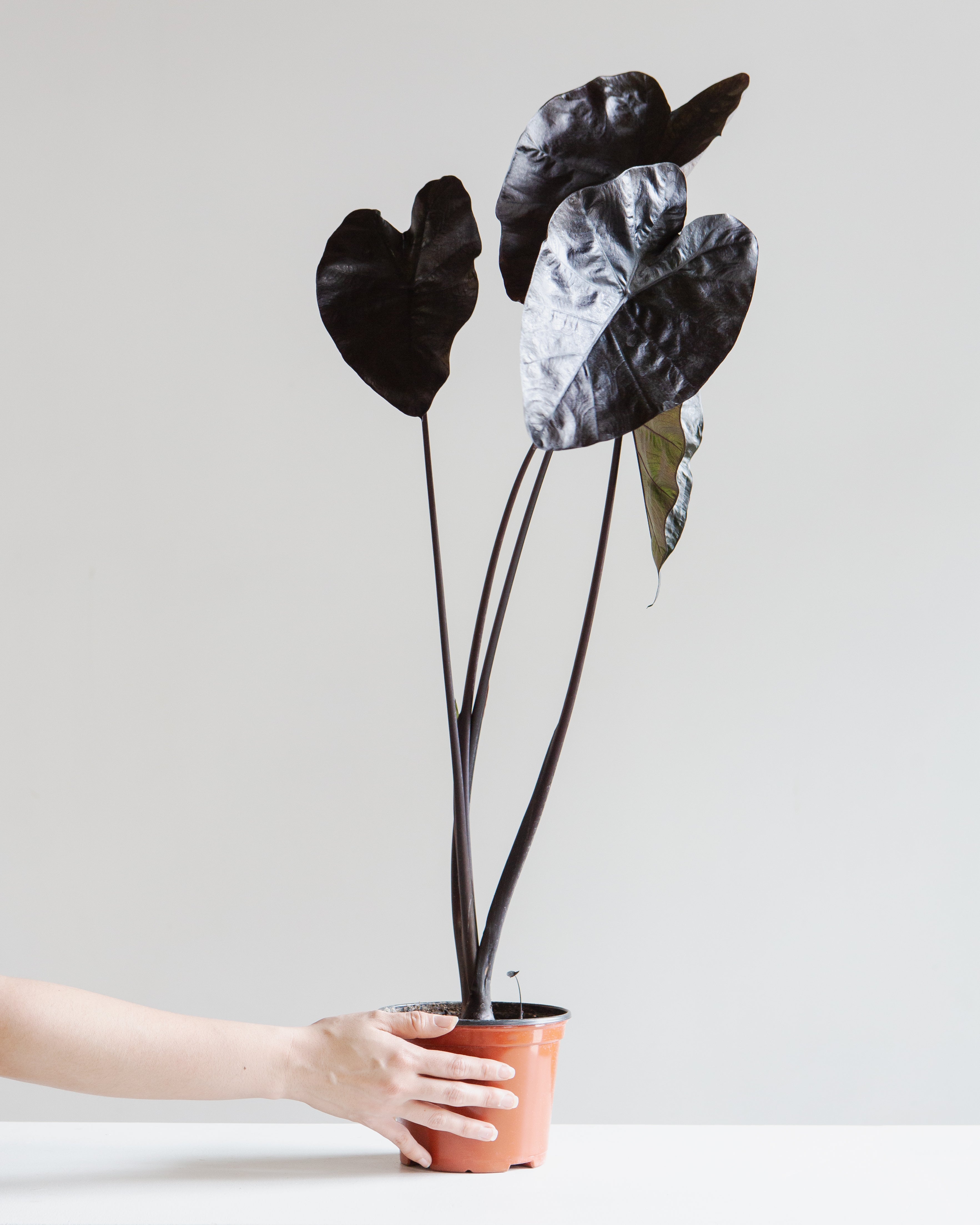 ALOCASIA 'BLACK SAPPHIRE GECKO' 6" Grower Pot