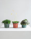 ASSORTED SUCCULENT 5" Grower Pot
