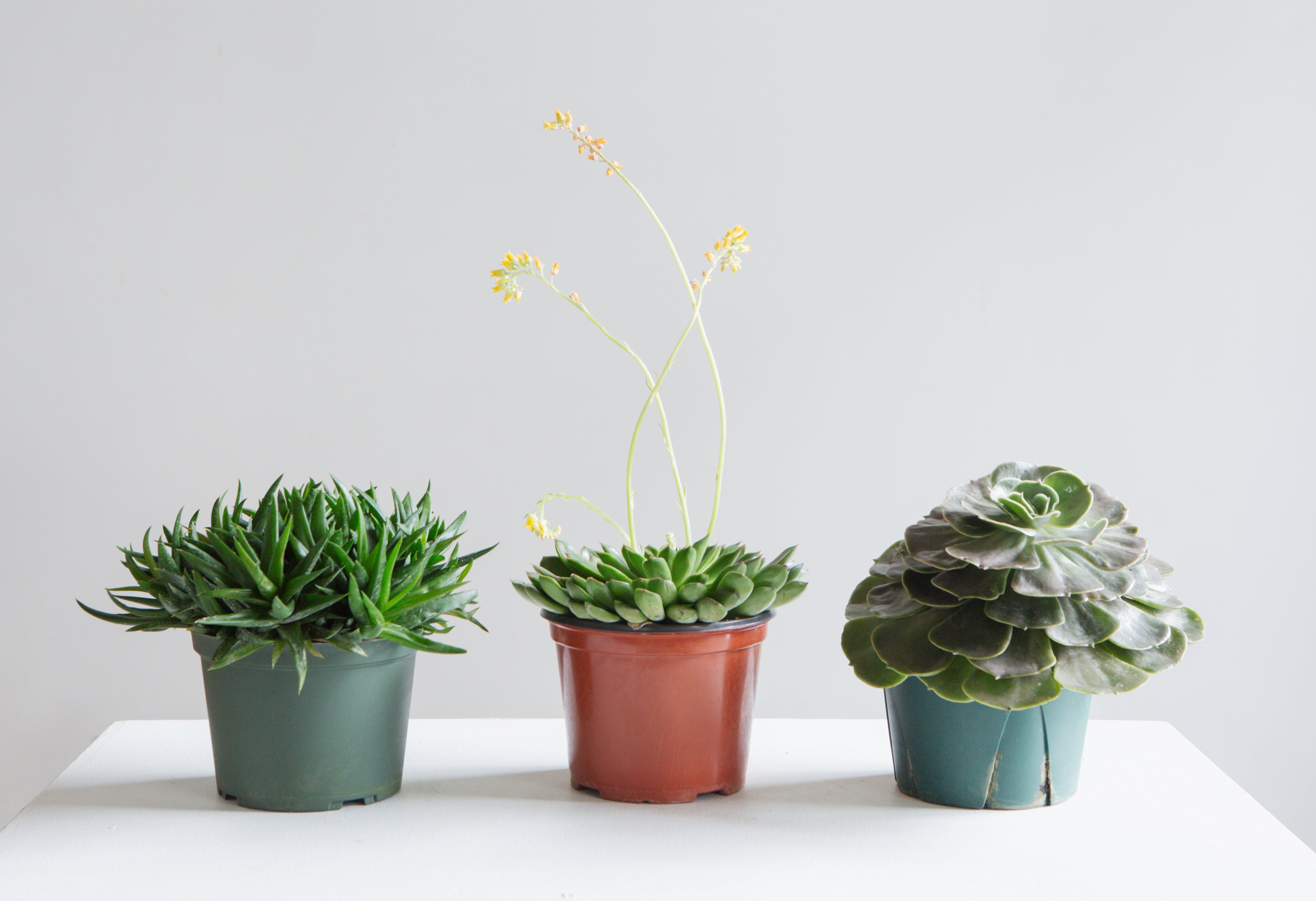 ASSORTED SUCCULENT 5" Grower Pot