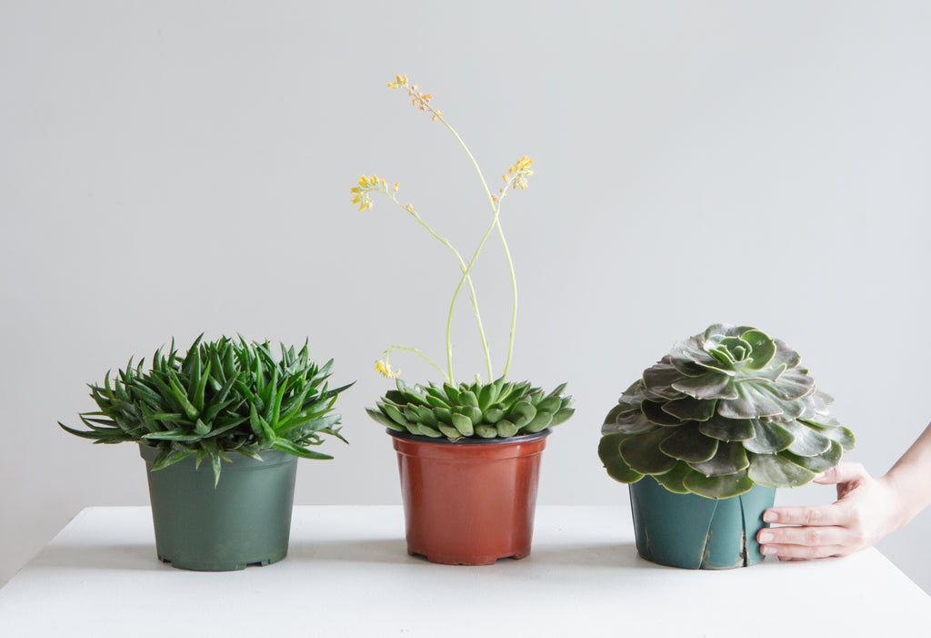 ASSORTED SUCCULENT 5" Grower Pot