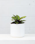 CALATHEA BEAUTY STAR 6" Grower Pot