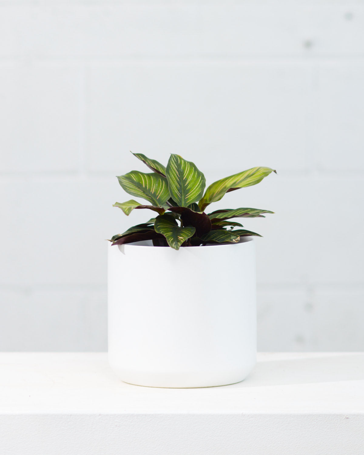 CALATHEA BEAUTY STAR 6" Grower Pot