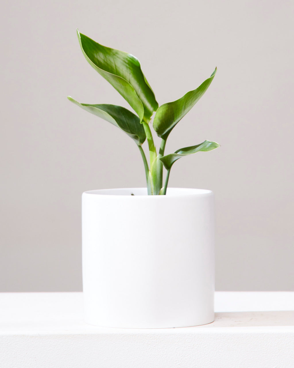 CERCLE PLANTER Matte White, Small 6.5 Inch