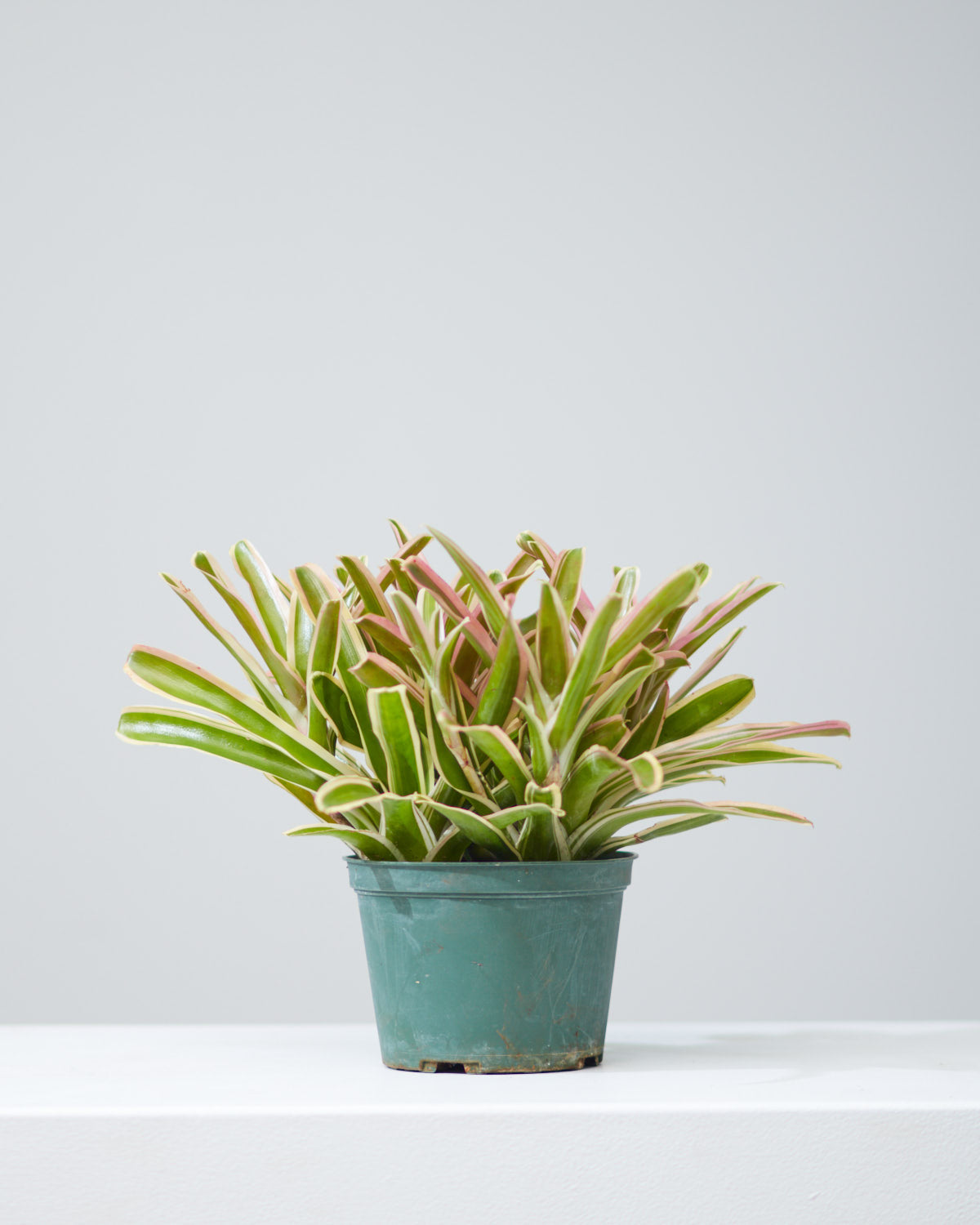 BROMELIAD NEOREGELIA 'DONGER' 6" Grower Pot