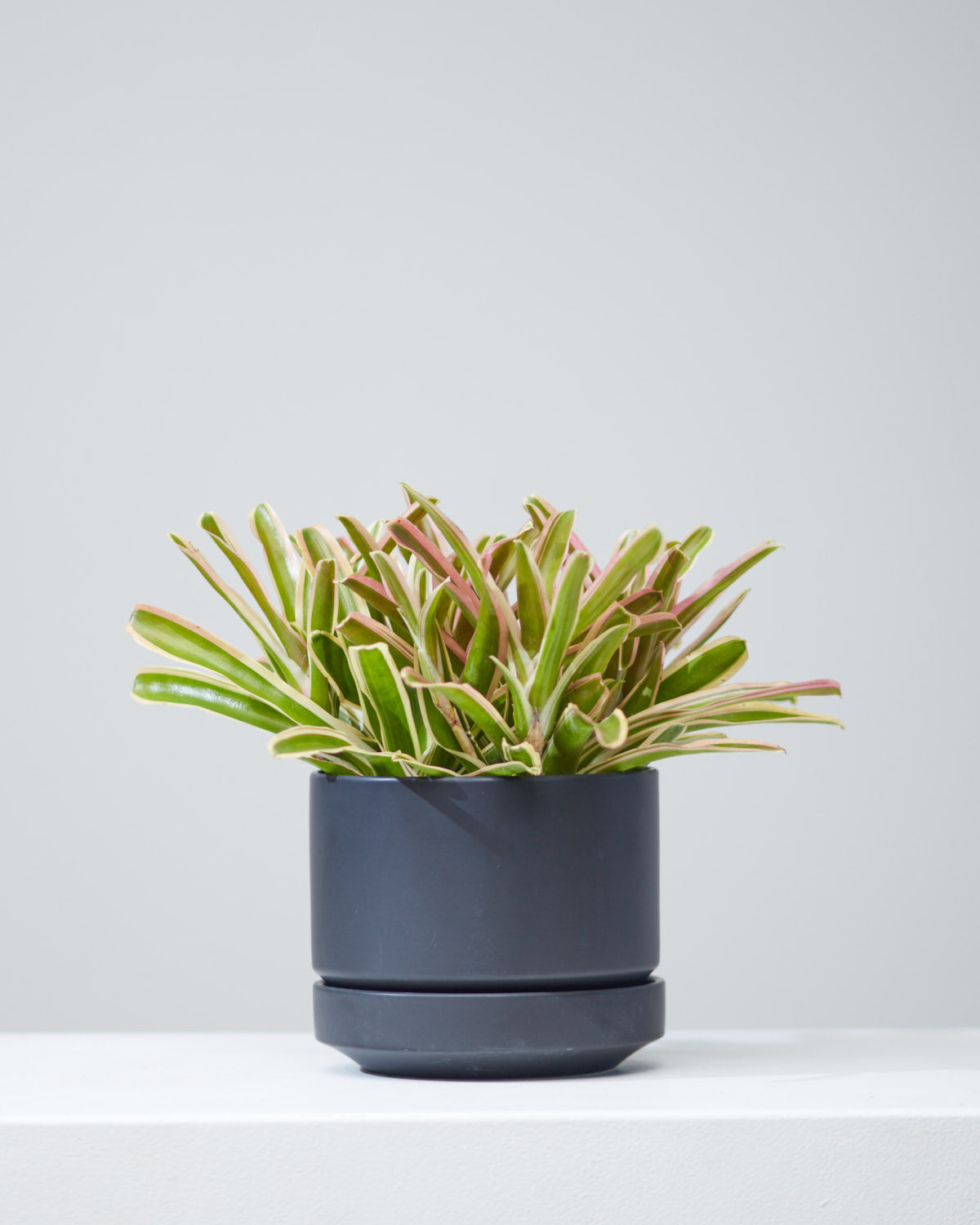 BROMELIAD NEOREGELIA 'DONGER' 6" Grower Pot