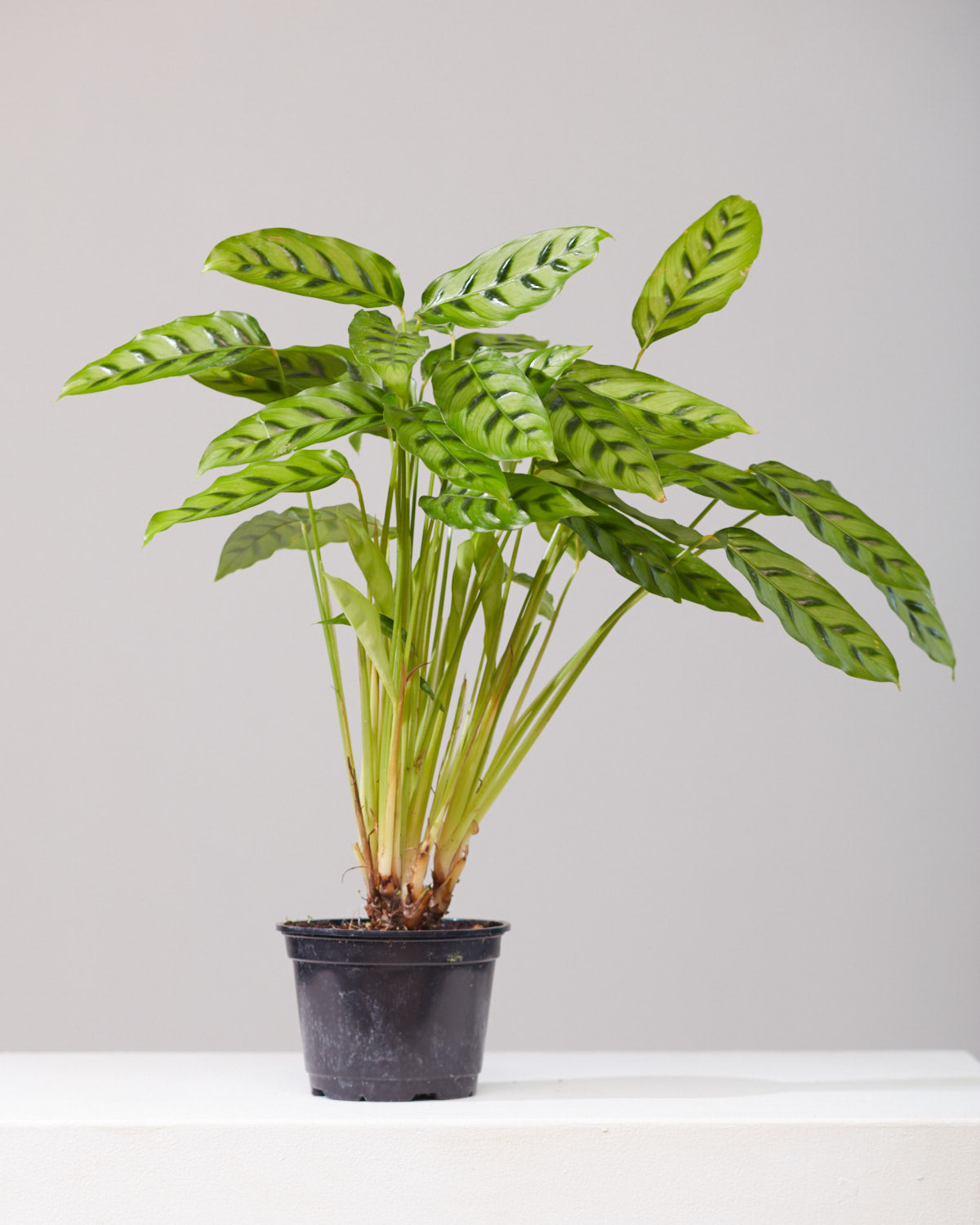 CALATHEA 'LEOPARDINA' 6" Grower Pot