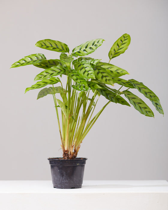 CALATHEA 'LEOPARDINA' 6" Grower Pot