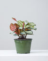 CALATHEA 'ROYAL STANDARD' 6" Grower Pot