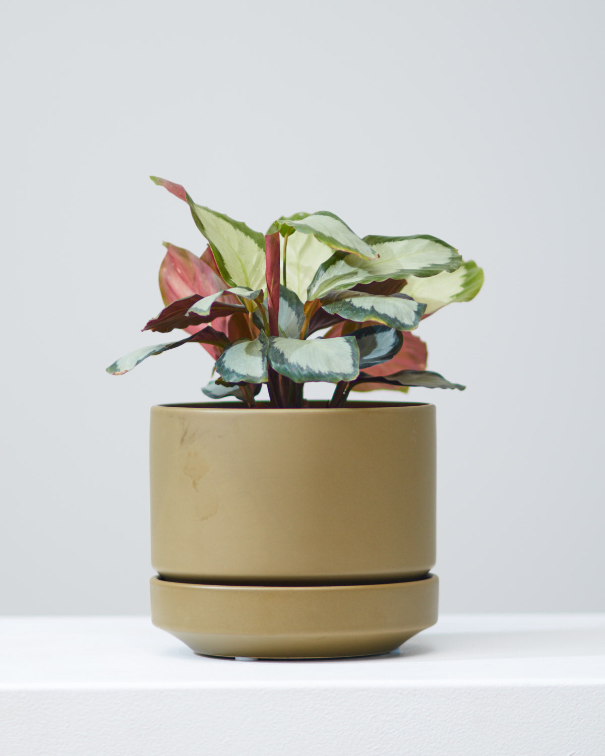 CALATHEA 'ROYAL STANDARD' 6" Grower Pot